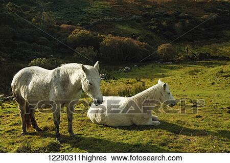 White horses in Connemara National Park; County Galway, Ireland View Large Photo Image Stock Photograph - White horses in Connemara National Park; County Galway, Ireland. Fotosearch