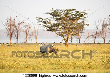White Rhinoceros (Ceratotherium simum) grazes in open savannah, Lake Nakuru National Park; Kenya View Large Photo Image Stock Photograph - White Rhinoceros (Ceratotherium simum) grazes in open savannah, Lake Nakuru National Park; Kenya. Fotosearch