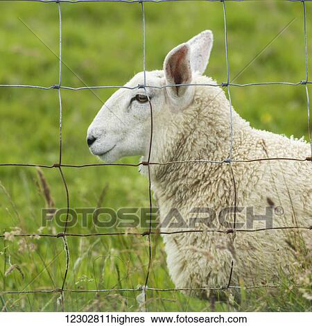 White sheep standing by and viewed through a wire fence; John O'Groats, Scotland View Large Photo Image Stock Photograph - White sheep standing by and viewed through a wire fence; John O'Groats, Scotland. Fotosearch