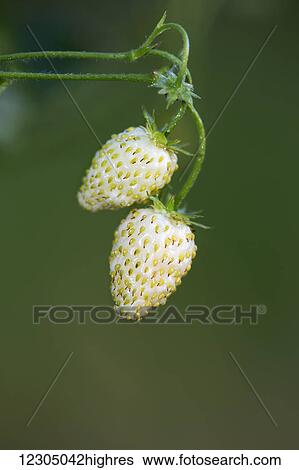 Stock Photograph - White Soul Alpine strawberries still on the vine, Palmer, Southcentral Alaska. Fotosearch
