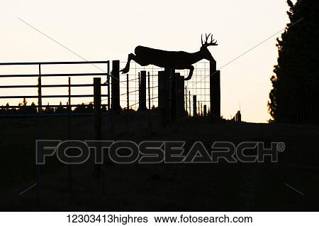 Stock Photograph - White-tailed buck (Odocoileus virginianus) jumps and clears cattle fence; Reddick, Florida, United States of America. Fotosearch