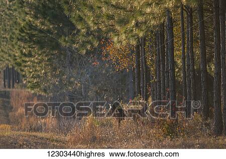 Stock Photograph - White-tailed deer buck (Odocoileus virginianus) buck in pines; Reddick, Florida, United States of America. Fotosearch