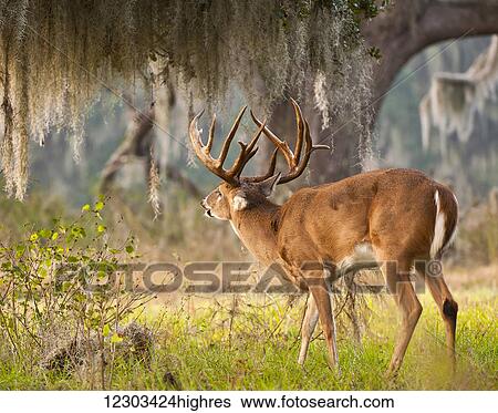White-tailed deer (Odocoileus virginianus); Reddick, Florida, United States of America View Large Photo Image Stock Photograph - White-tailed deer (Odocoileus virginianus); Reddick, Florida, United States of America. Fotosearch