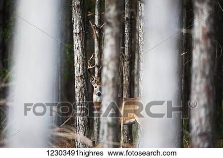 Stock Photograph - Whitetail (Odocoileus virginianus) buck in thick pines; Reddick, Florid, United States of America. Fotosearch