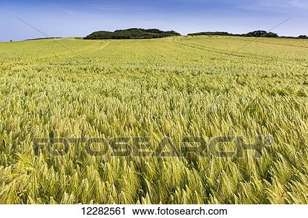 Wide angle image of a barley field with blue sky; Brittany, France View Large Photo Image Stock Image - Wide angle image of a barley field with blue sky; Brittany, France. Fotosearch