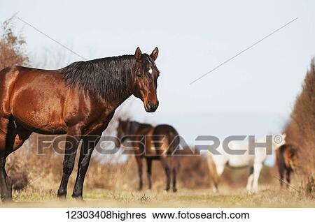 Stock Photograph - Wild Andalusian horse at a low angle; Gainesville, Florida, United States of America. Fotosearch