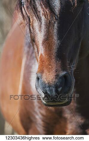 Stock Photograph - Wild Andalusian horse; Gainesville, Florida, United States of America. Fotosearch