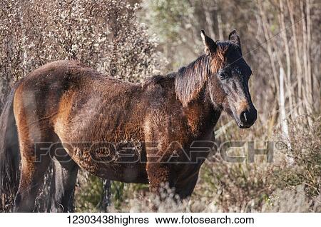 Stock Photograph - Wild Andalusian horse; Gainesville, Florida, United States of America. Fotosearch