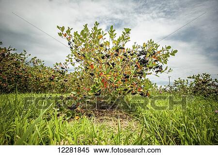 Stock Photography - Wild Aronia (Chokeberry) bush (melanocarpa); Queenstown, Maryland, United States of America. Fotosearch