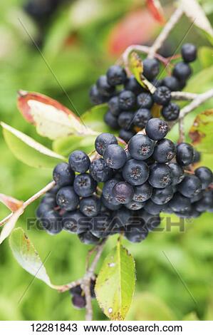 Wild Aronia (Chokeberry) (melanocarpa); Queenstown, Maryland, United States of America View Large Photo Image Stock Image - Wild Aronia (Chokeberry) (melanocarpa); Queenstown, Maryland, United States of America. Fotosearch