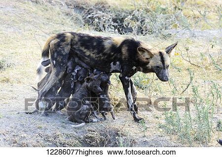 Wild dog (Lycaon pictus) nursing puppies, Ngorongoro Crater Conservation Area; Tanzania View Large Photo Image Stock Photograph - Wild dog (Lycaon pictus) nursing puppies, Ngorongoro Crater Conservation Area; Tanzania. Fotosearch