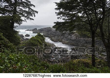 Stock Photograph - Wild Pacific Trail, Pacific Rim National Park; British Columbia, Canada. Fotosearch