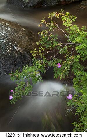 Wild rose dangles over a stream in Rocky Mountain National Park; Colorado, United States of America View Large Photo Image Stock Photograph - Wild rose dangles over a stream in Rocky Mountain National Park; Colorado, United States of America. Fotosearch
