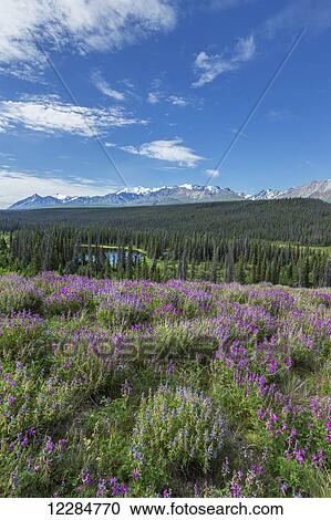 Stock Image - Wildflowers along the Alaska Highway between Haines Junction and Kluane Lake, at Bear Creek Summit, Klaune National Park; Yukon, Canada. Fotosearch