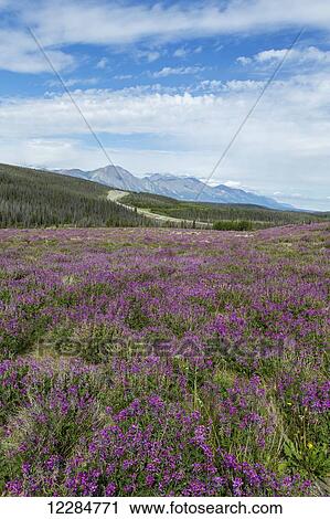 Wildflowers along the Alaska Highway between Haines Junction and Kluane Lake, at Bear Creek Summit, Klaune National Park; Yukon, Canada View Large Photo Image Stock Image - Wildflowers along the Alaska Highway between Haines Junction and Kluane Lake, at Bear Creek Summit, Klaune National Park; Yukon, Canada. Fotosearch
