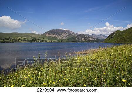 Wildflowers grow on the shore beside a mountain lake; Cumbria, England View Large Photo Image Picture - Wildflowers grow on the shore beside a mountain lake; Cumbria, England. Fotosearch