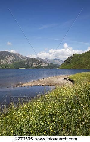 Wildflowers grow on the shore beside a mountain lake; Cumbria, England View Large Photo Image Stock Photography - Wildflowers grow on the shore beside a mountain lake; Cumbria, England. Fotosearch