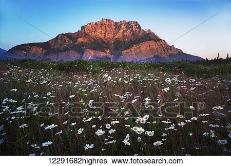 Wildflowers growing in a meadow with a mountain in the distance near Two Jack Lake, Banff National Park; Alberta, Canada View Large Photo Image Stock Photograph - Wildflowers growing in a meadow with a mountain in the distance near Two Jack Lake, Banff National Park; Alberta, Canada. Fotosearch