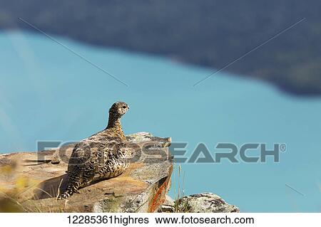 Willow Ptarmigan on a rock overlooking Eklutna Lake, Southcentral Alaska, Summer View Large Photo Image Stock Photograph - Willow Ptarmigan on a rock overlooking Eklutna Lake, Southcentral Alaska, Summer. Fotosearch
