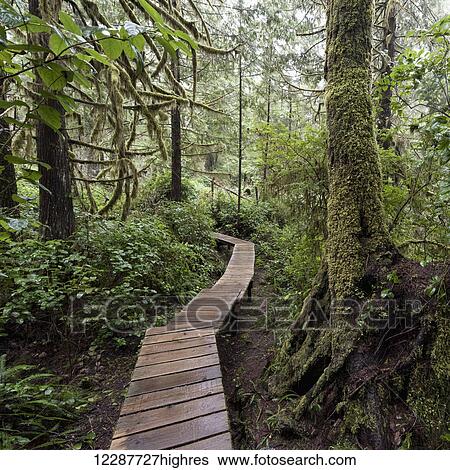 Winding boardwalk through forest; British Columbia, Canada View Large Photo Image Stock Photograph - Winding boardwalk through forest; British Columbia, Canada. Fotosearch