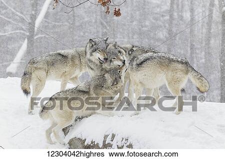 Stock Photograph - Wolf pack (Canis lupus) having some fun time together in the snow; Montebello, Quebec, Canada. Fotosearch
