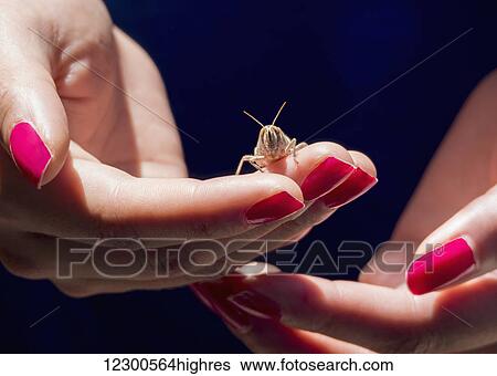 Woman's hands with red fingernails holding a grasshopper; Spain View Large Photo Image Stock Photograph - Woman's hands with red fingernails holding a grasshopper; Spain. Fotosearch