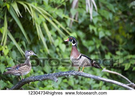 Wood duck (Aix sponsa) View Large Photo Image Stock Photograph - Wood duck (Aix sponsa). Fotosearch