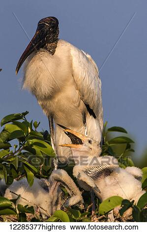 Wood stork (mycteria americana); Florida, United States of America View Large Photo Image Stock Photograph - Wood stork (mycteria americana); Florida, United States of America. Fotosearch
