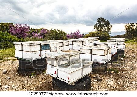 Wooden frames for beekeeping; Israel View Large Photo Image Stock Photograph - Wooden frames for beekeeping; Israel. Fotosearch