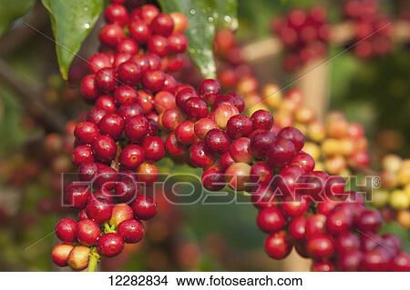 World famous Kona Coffee (Coffea arabica) at cherry stage and ready for picking in South Kona; Kona, Island of Hawaii, Hawaii, United States of America View Large Photo Image Picture - World famous Kona Coffee (Coffea arabica) at cherry stage and ready for picking in South Kona; Kona, Island of Hawaii, Hawaii, United States of America. Fotosearch