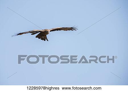 Stock Photograph - Yellow-billed Kite (Milvus parasiticus) hovering, Ngorongoro Crater; Tanzania. Fotosearch