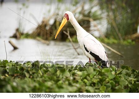 Stock Photograph - Yellow-billed Stork (Mycteria ibis), Lake Naivasha; Kenya. Fotosearch