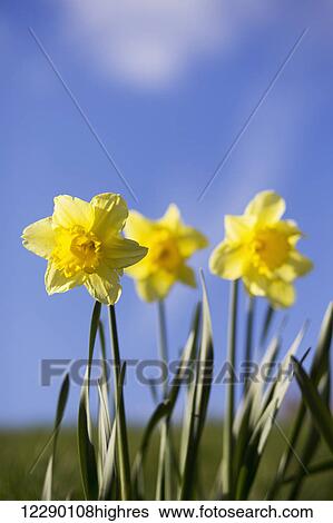 Stock Photograph - Yellow daffodils in bloom against a blue sky; Yorkshire Dales, England. Fotosearch