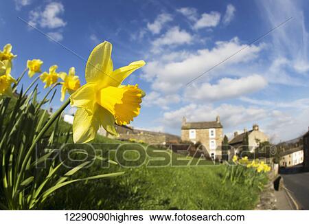 Stock Photograph - Yellow daffodils in blossom with houses in the distance; Yorkshire Dales, England. Fotosearch