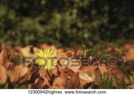 Stock Photograph - Yellow dandelion blossoming through fallen autumn leaves; Gateshead, Tyne and Wear, England. Fotosearch