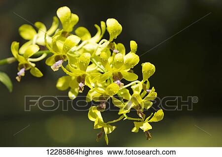 Stock Photograph - Yellow Dendrobium orchids; Hawaii, United States of America. Fotosearch