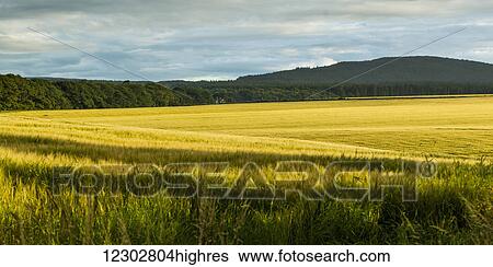 Stock Photograph - Yellow field with a forest along the edge and a hill in the background; Cullen, Scotland. Fotosearch