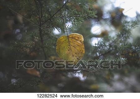 Yellow leaf hanging from an evergreen tree, Alaska View Large Photo Image Picture - Yellow leaf hanging from an evergreen tree, Alaska. Fotosearch