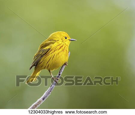 Yellow warbler (Setophaga petechia) perched during spring time; Chateauguay, Quebec, Canada View Large Photo Image Stock Photograph - Yellow warbler (Setophaga petechia) perched during spring time; Chateauguay, Quebec, Canada. Fotosearch