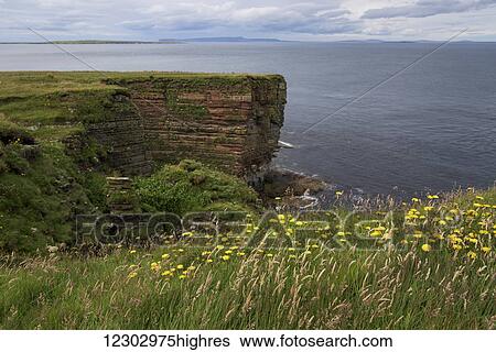 Yellow wildflowers blossom in the grass and cliffs along the coastline; John O'Groats, Scotland View Large Photo Image Stock Photograph - Yellow wildflowers blossom in the grass and cliffs along the coastline; John O'Groats, Scotland. Fotosearch