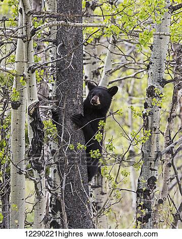 Stock Photograph - Young black bear (Ursus americanus) in a tree, Waterton Lakes National Park; Alberta, Canada. Fotosearch