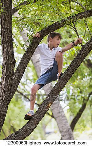 Stock Photograph - Young boy climbing in a tree in a park; Edmonton, Alberta, Canada. Fotosearch