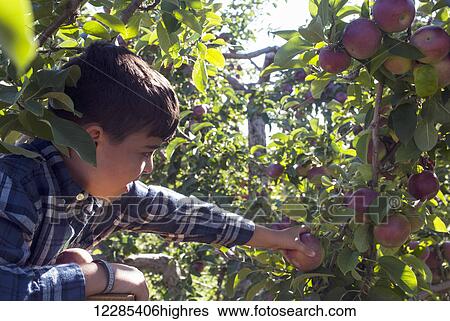 Stock Photograph - Young boy picking apples in an apple orchard; Quebec, Canada. Fotosearch
