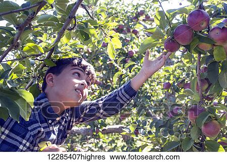 Young boy picking apples in an apple orchard; Quebec, Canada View Large Photo Image Stock Photograph - Young boy picking apples in an apple orchard; Quebec, Canada. Fotosearch