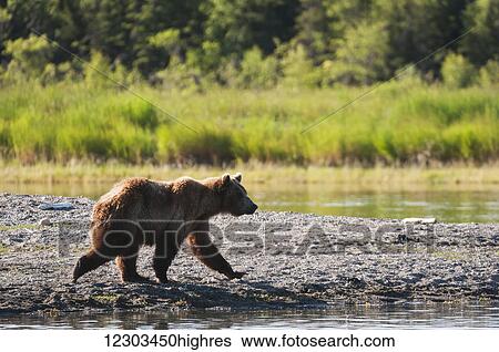Young Brown bear walks the shoreline of Brooks River searching for food, Katmai National Park, Southwest Alaska View Large Photo Image Stock Photograph - Young Brown bear walks the shoreline of Brooks River searching for food, Katmai National Park, Southwest Alaska. Fotosearch