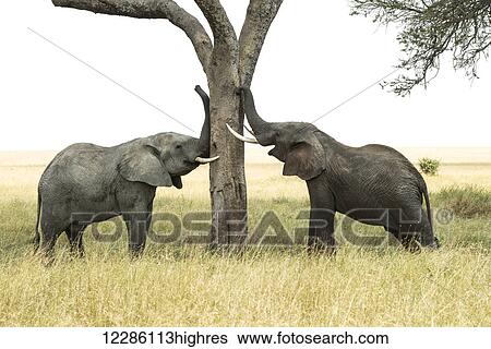 Stock Photograph - Young bull African Elephants (Loxodonta africana) rub trunks and tusks against tree, Serengeti National Park; Tanzania. Fotosearch
