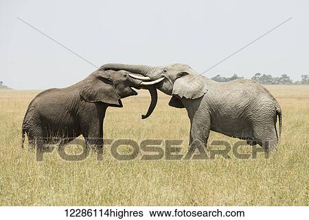 Young bull African Elephants (Loxodonta africana) sparring with trunks and tusks intertwined, Serengeti National Park; Tanzania View Large Photo Image Stock Photograph - Young bull African Elephants (Loxodonta africana) sparring with trunks and tusks intertwined, Serengeti National Park; Tanzania. Fotosearch