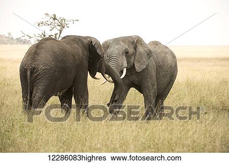 Stock Photograph - Young bull elephants (Loxodonta africana) sparring, Serengeti National Park; Tanzania. Fotosearch