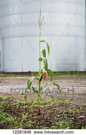 Stock Photograph - Young corn stalk in front of grain bin; Knoxville, Pennsylvania, United States of America. Fotosearch