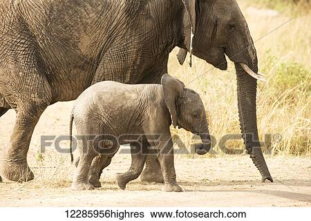Stock Photograph - Young Elephant (Loxodonta africana) calf walking beside its mother, Serengeti National Park; Tanzania. Fotosearch